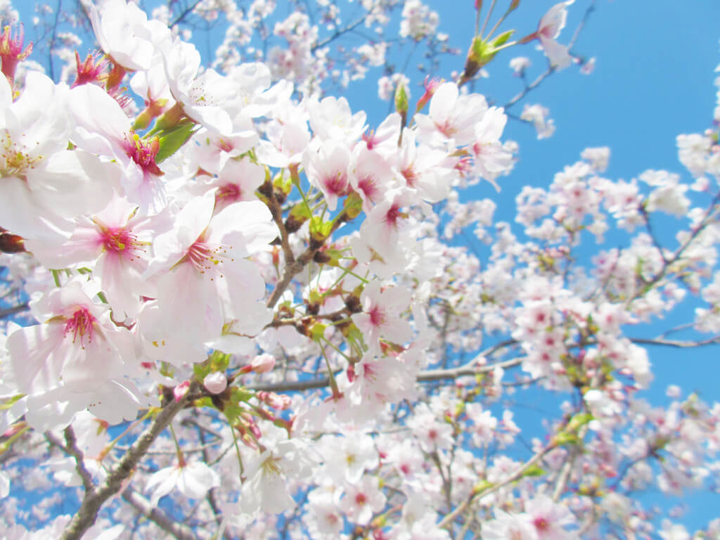 スタッフブログ｜春｜桜｜画像01