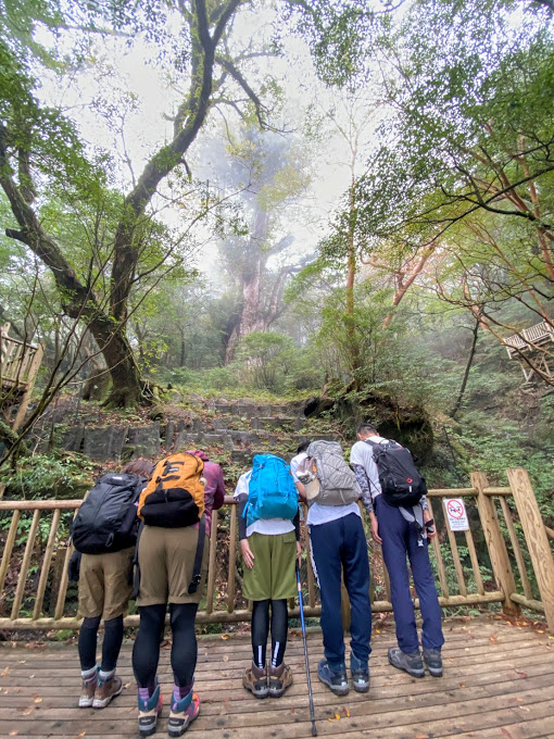 スタッフブログ|自然を満喫する旅|縄文杉|画像17