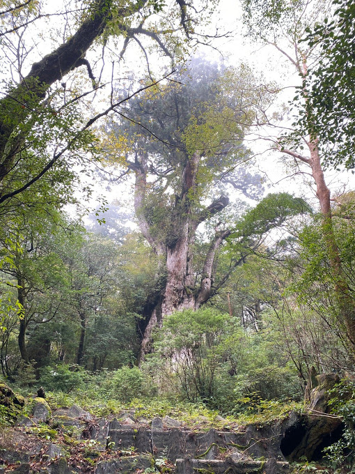スタッフブログ|自然を満喫する旅|縄文杉|画像14