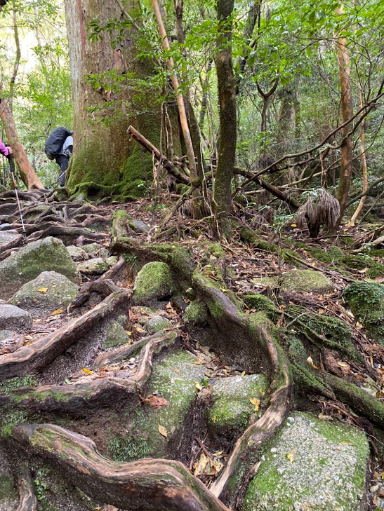 スタッフブログ|自然を満喫する旅|縄文杉|画像02