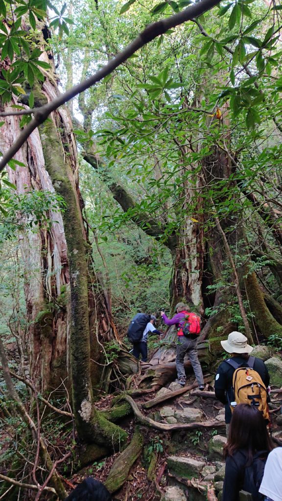 スタッフブログ|自然を満喫する旅|縄文杉|画像10