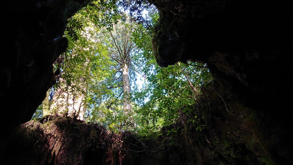 スタッフブログ|自然を満喫する旅|縄文杉|画像11