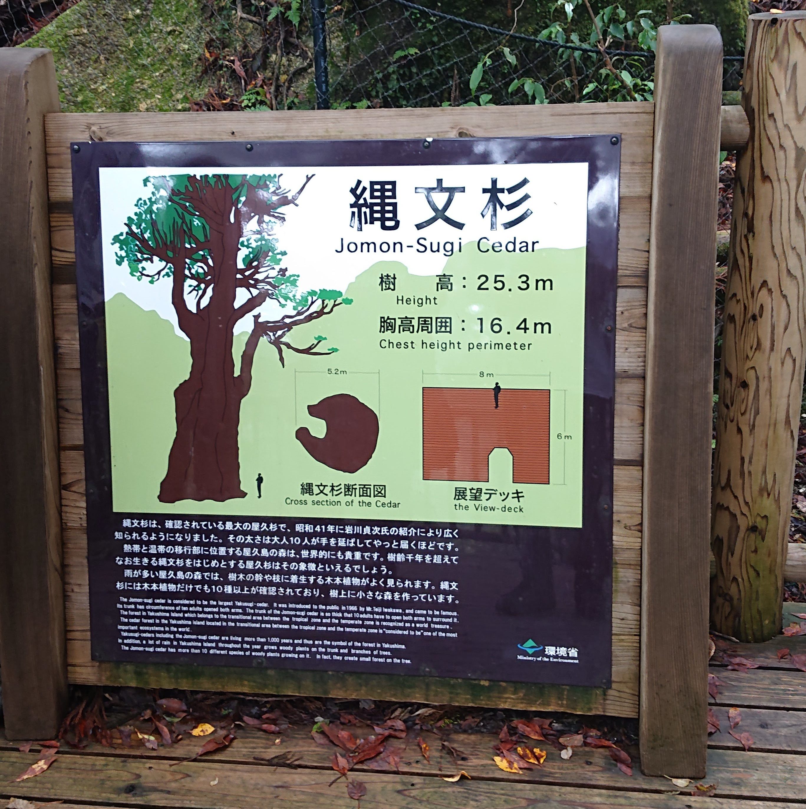 スタッフブログ|自然を満喫する旅|縄文杉|画像16